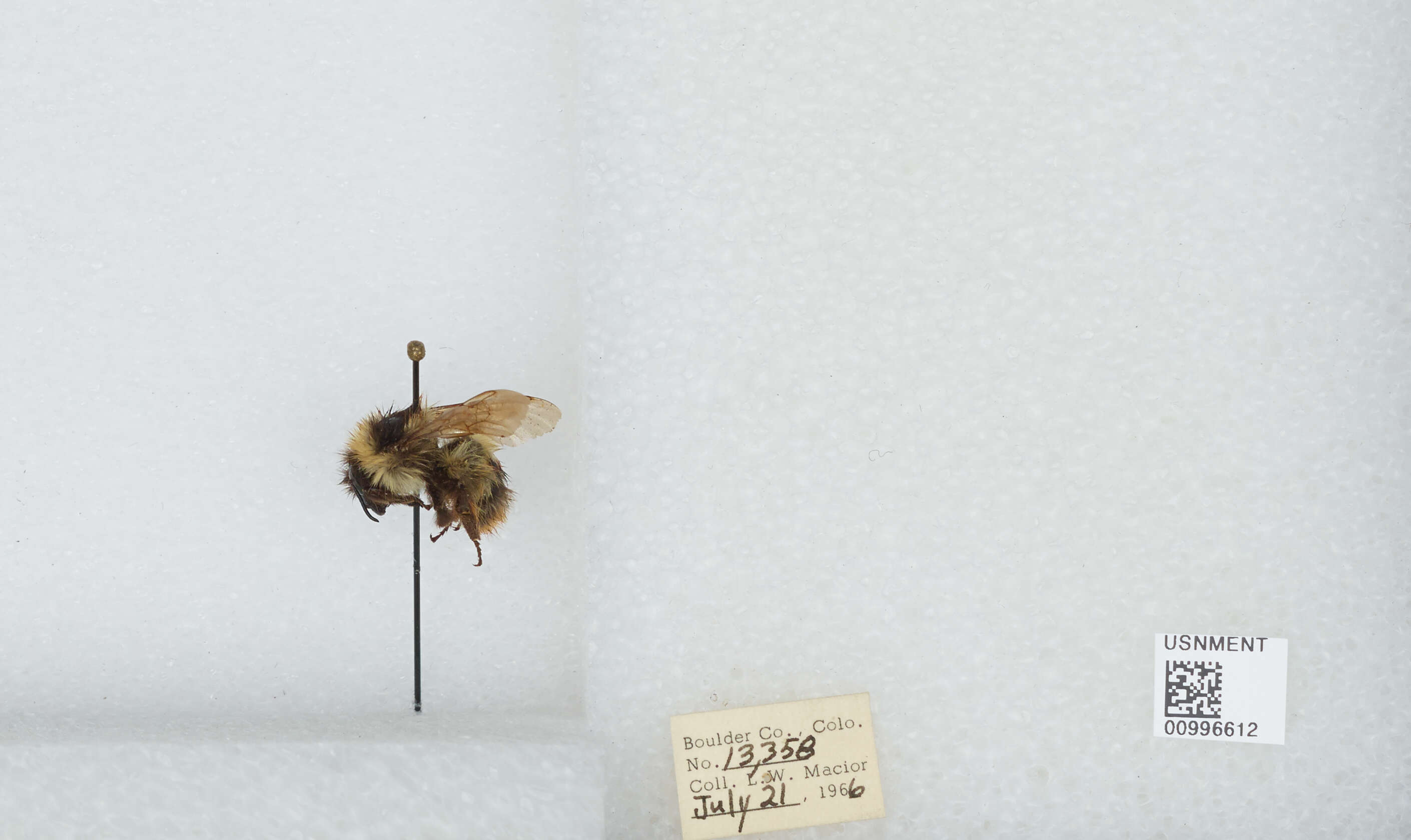 Слика од Bombus balteatus Dahlbom 1832