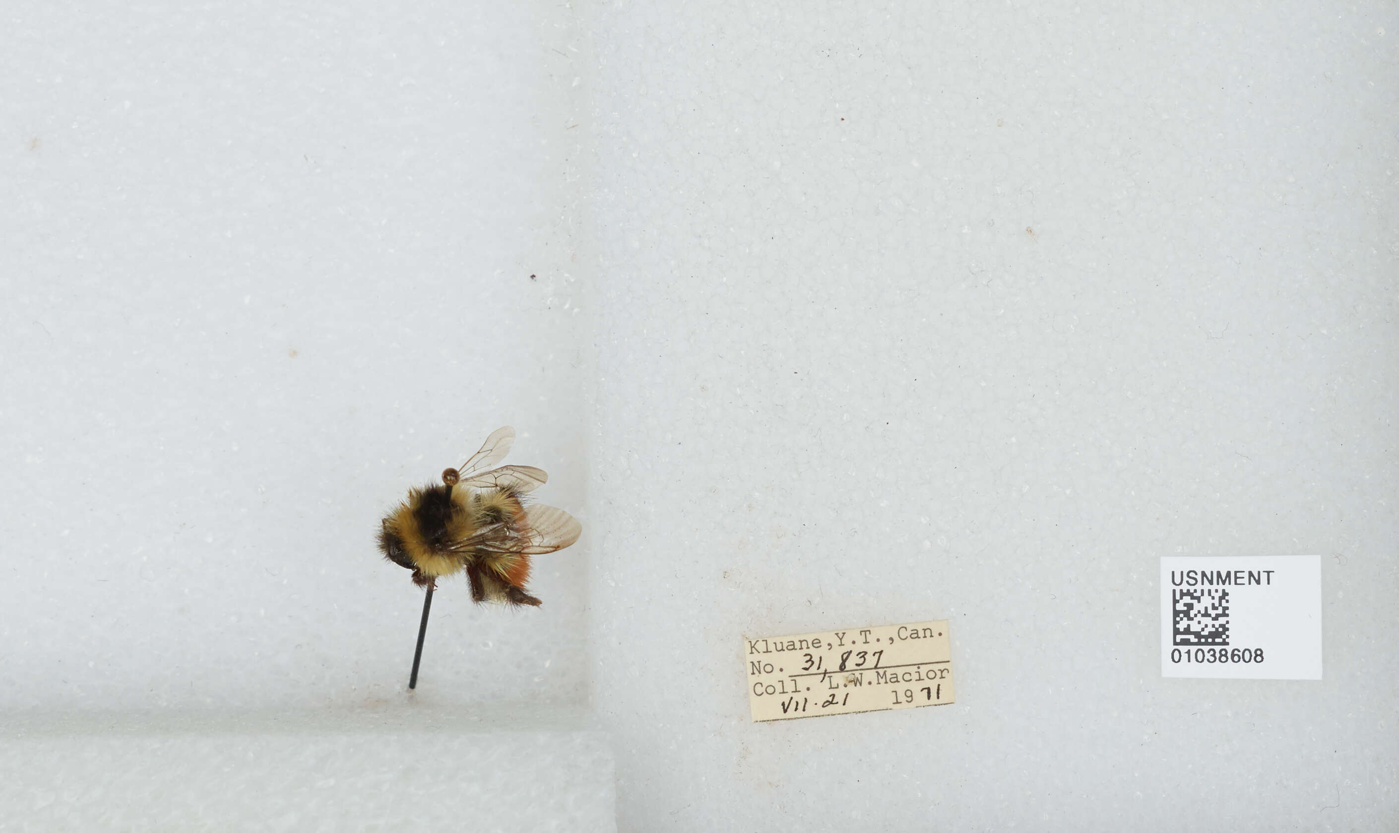 Image de Bombus sylvicola Kirby 1837