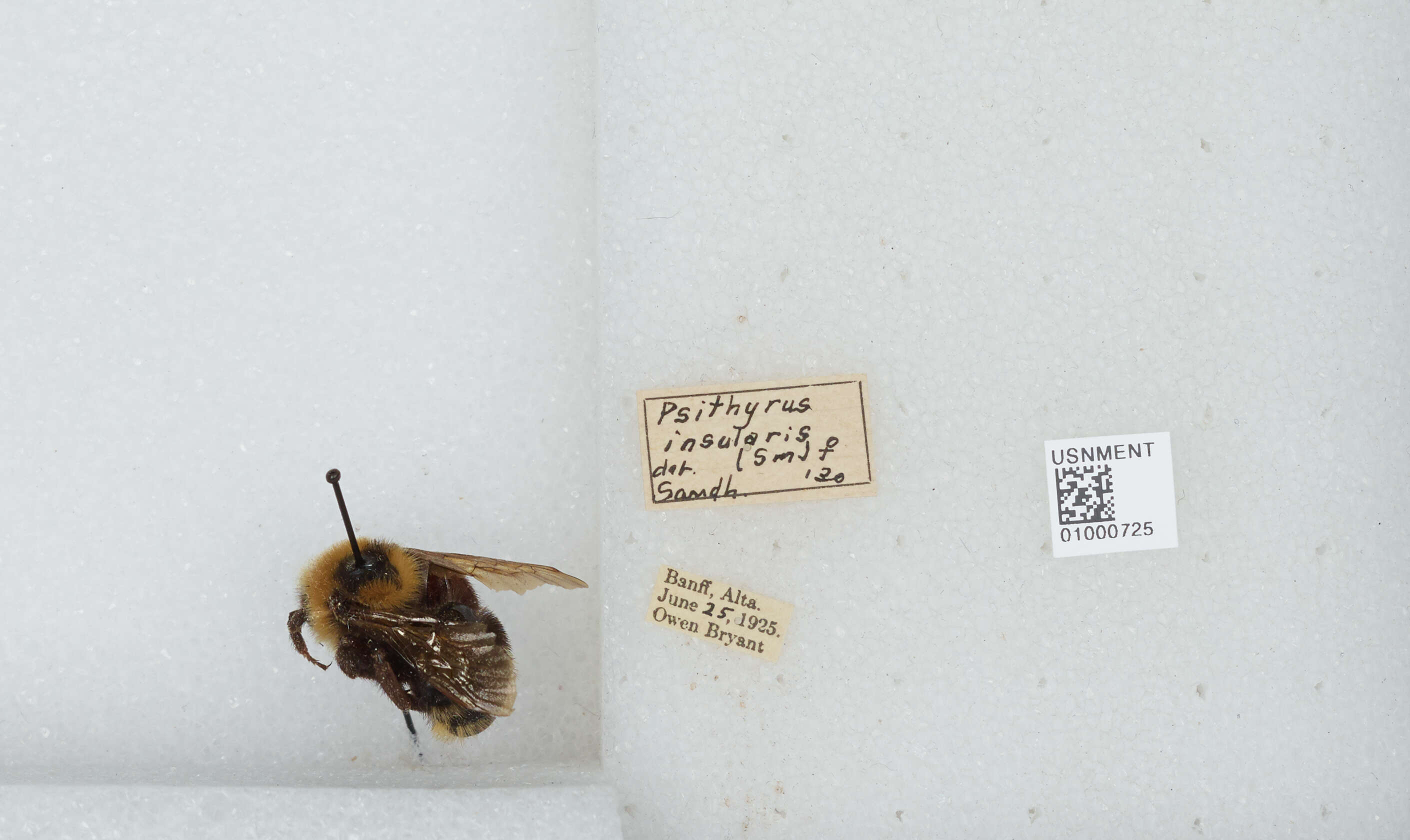 Image de Bombus insularis (Smith 1861)