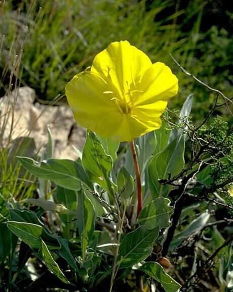 Oenothera macrocarpa subsp. incana (A. Gray) W. L. Wagner resmi