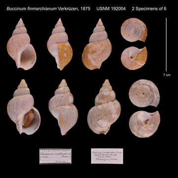 Imagem de Buccinum finmarkianum Verkrüzen 1875