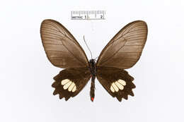 Image of Parides aeneas (Linnaeus 1758)