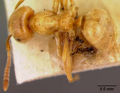 Imagem de <i>Lasius interjectus</i>