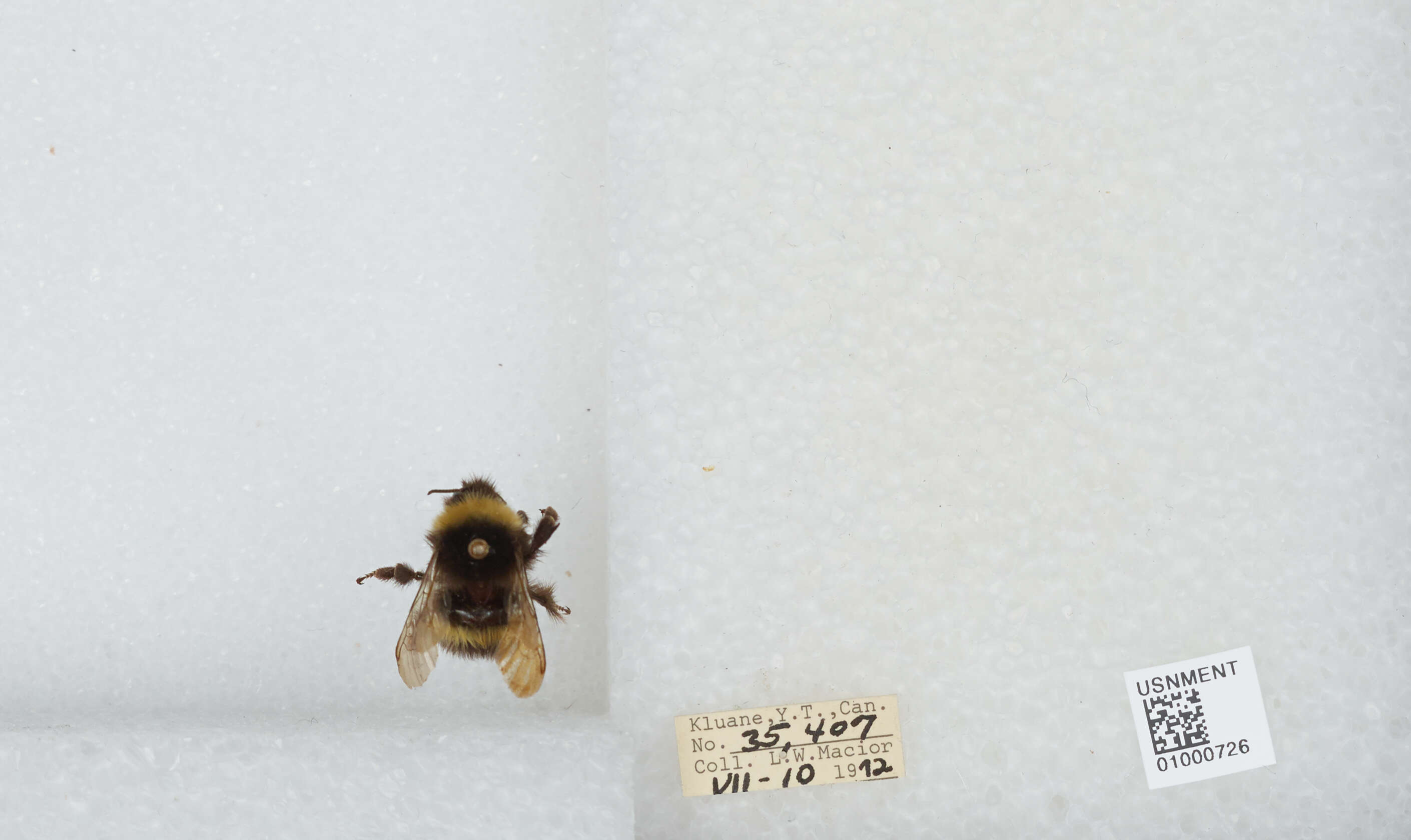 Image of White-tailed bumblebee