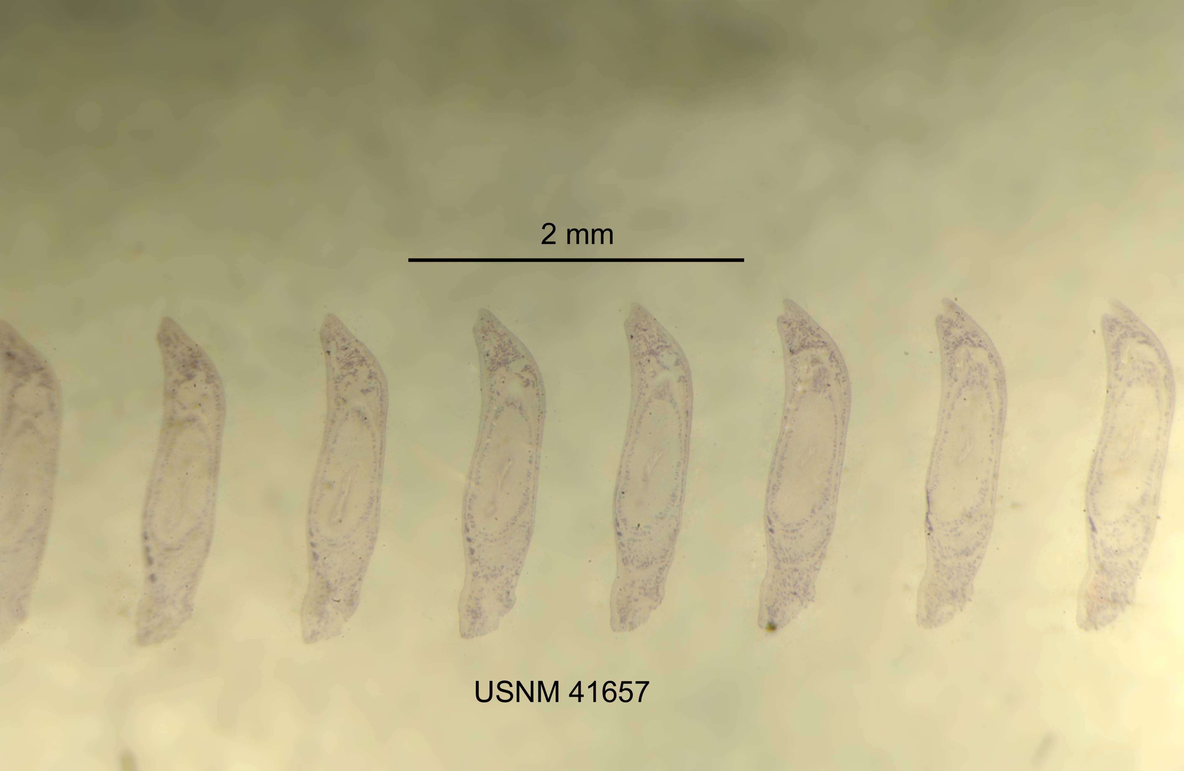 Image of Geocentrophora cavernicola Carpenter 1970