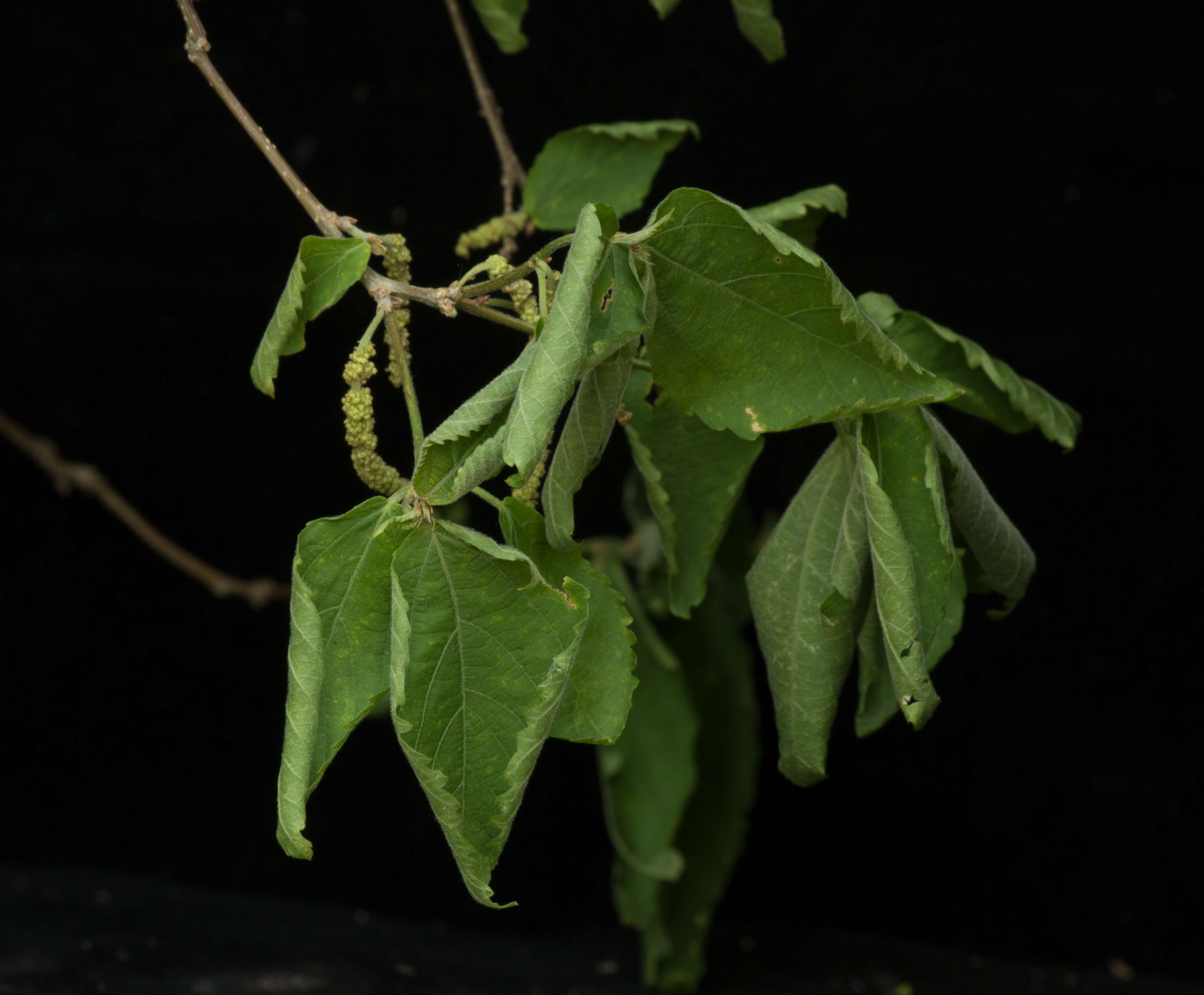 Imagem de Acalypha angustifolia Sw.