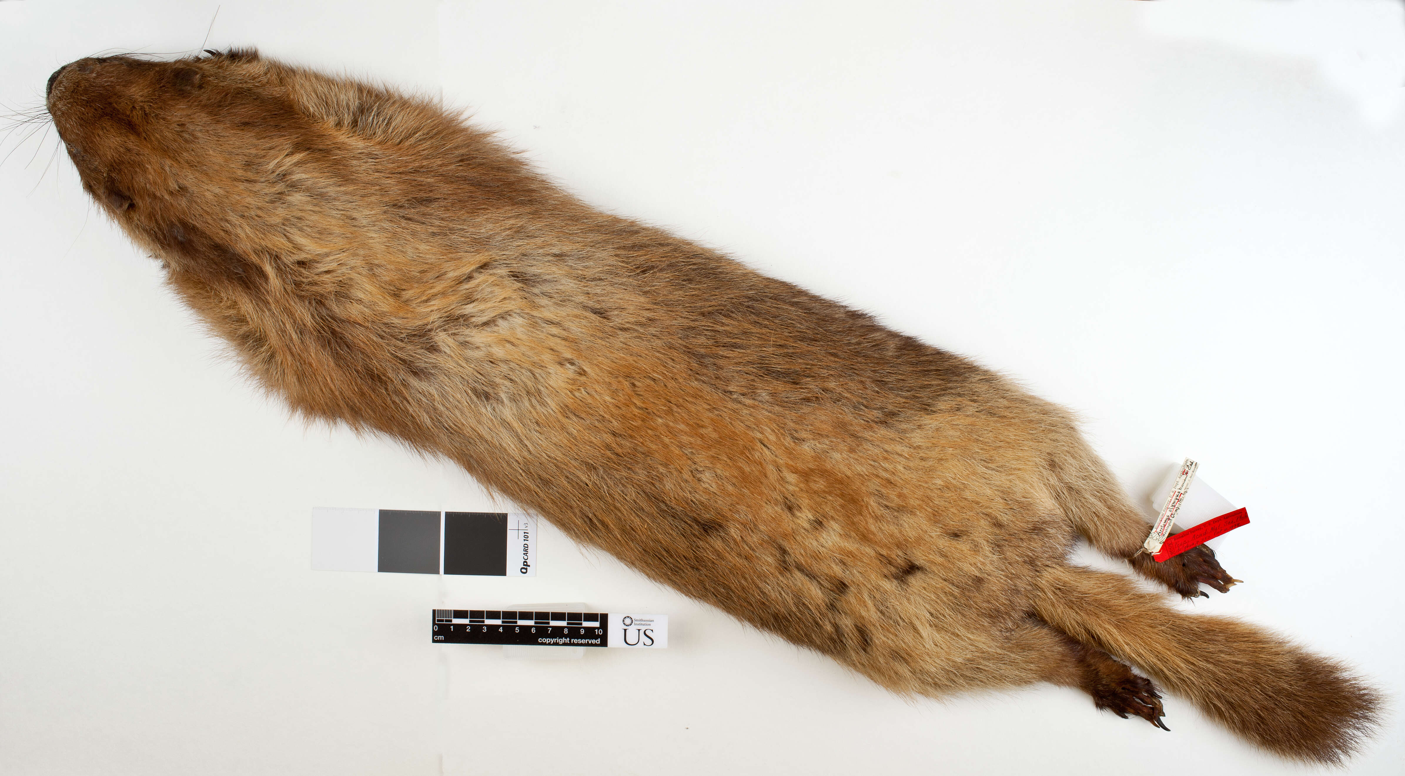 Plancia ëd Marmota olympus (Merriam 1898)