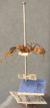 Image of Myrmecia fucosa Clark 1934