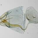 Image of Platyptilia spicula Gielis 2006