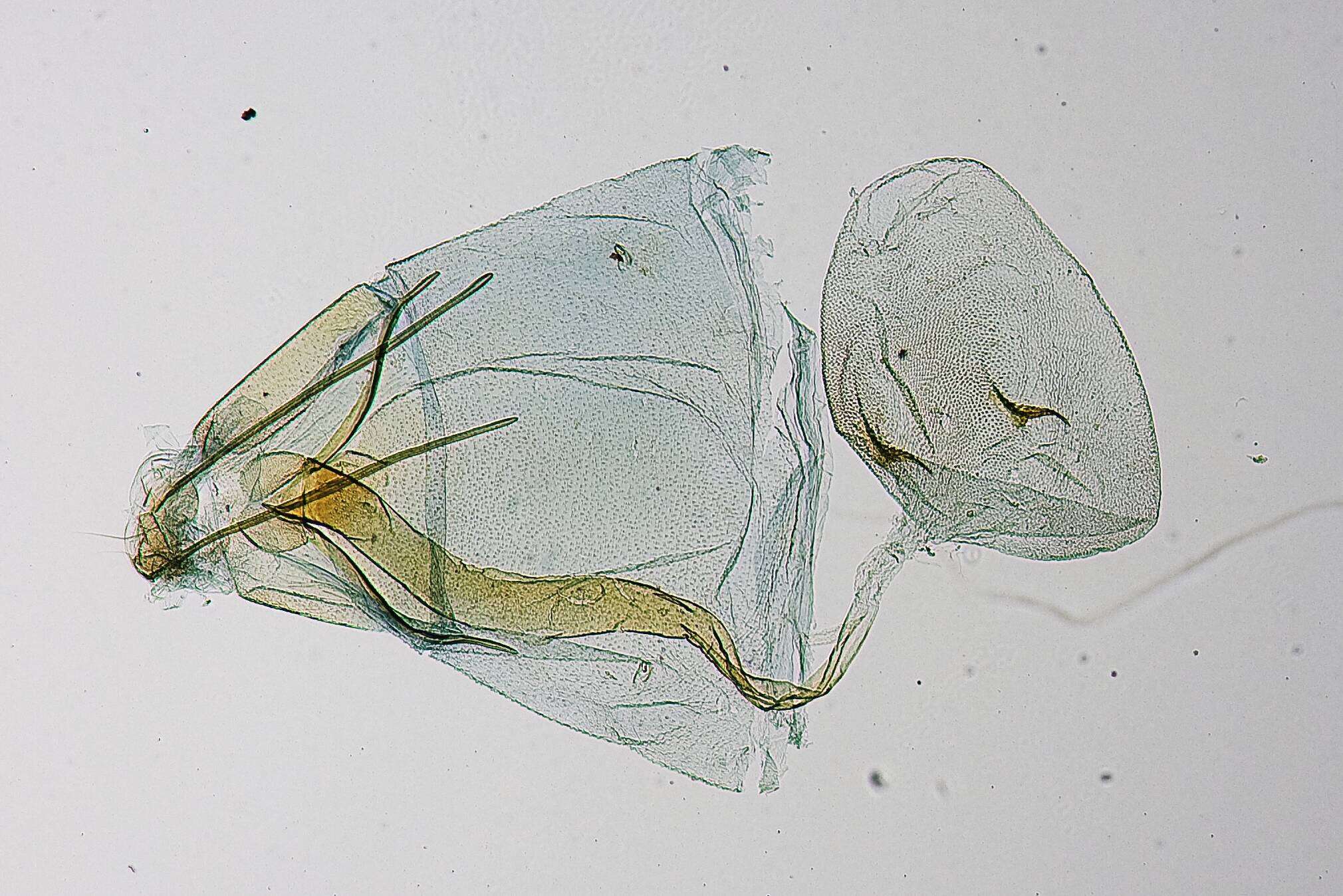 Image of Platyptilia spicula Gielis 2006