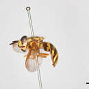 صورة Chrysotoxum derivatum Walker 1849