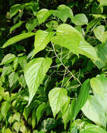 Image de Acalypha villosa Jacq.