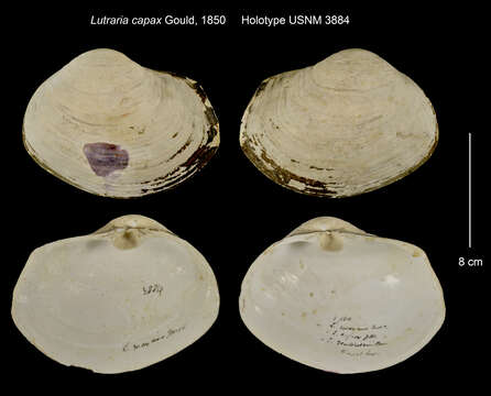 Image of Lutraria capax A. Gould 1850