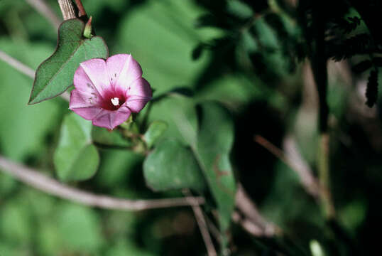 Plancia ëd Ipomoea triloba L.