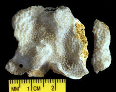 Image of hump coral