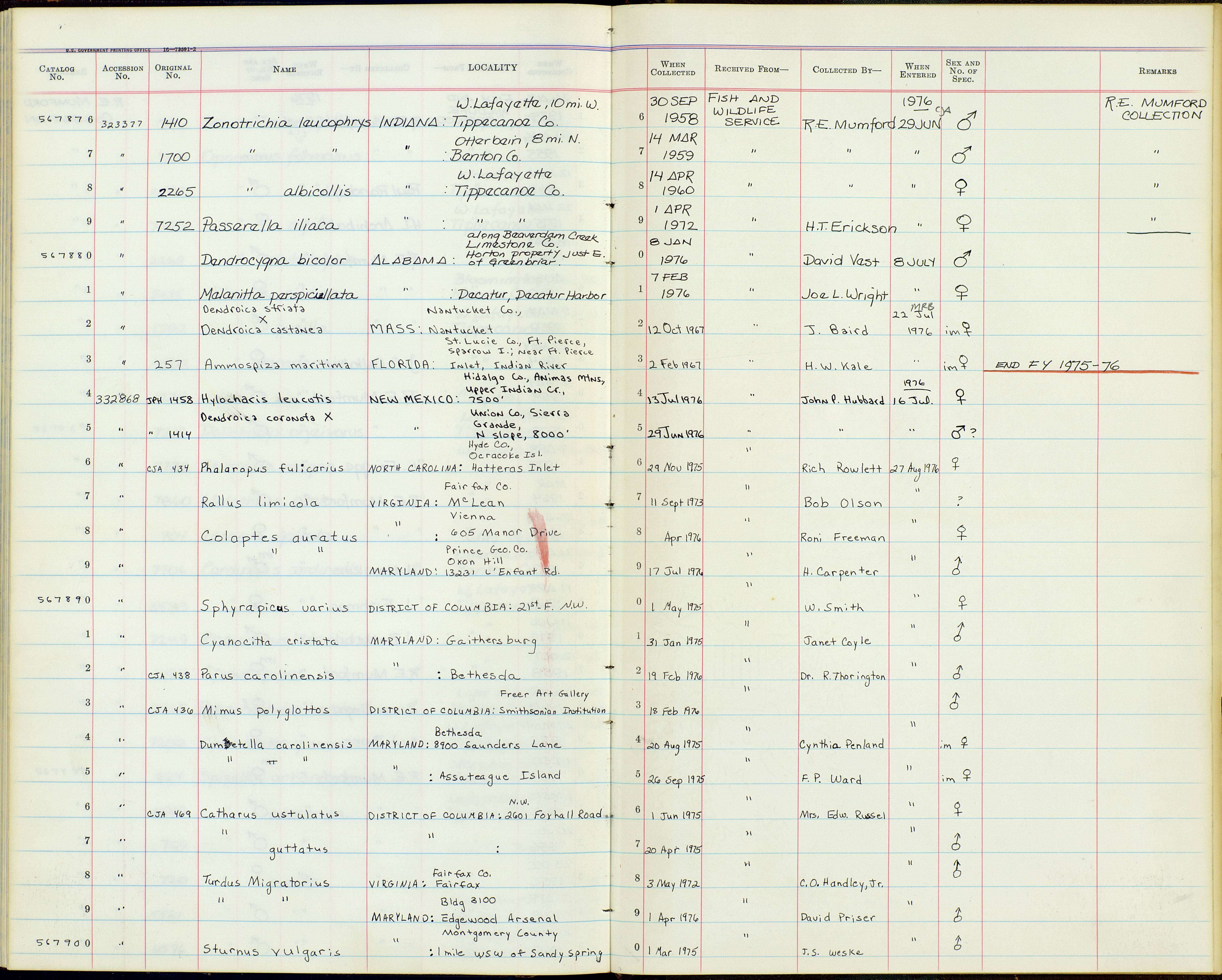 Image of Cyanocitta cristata bromia Oberholser 1921