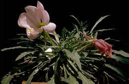 Image of Oenothera cespitosa subsp. cespitosa