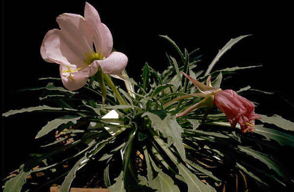 Plancia ëd Oenothera cespitosa subsp. cespitosa