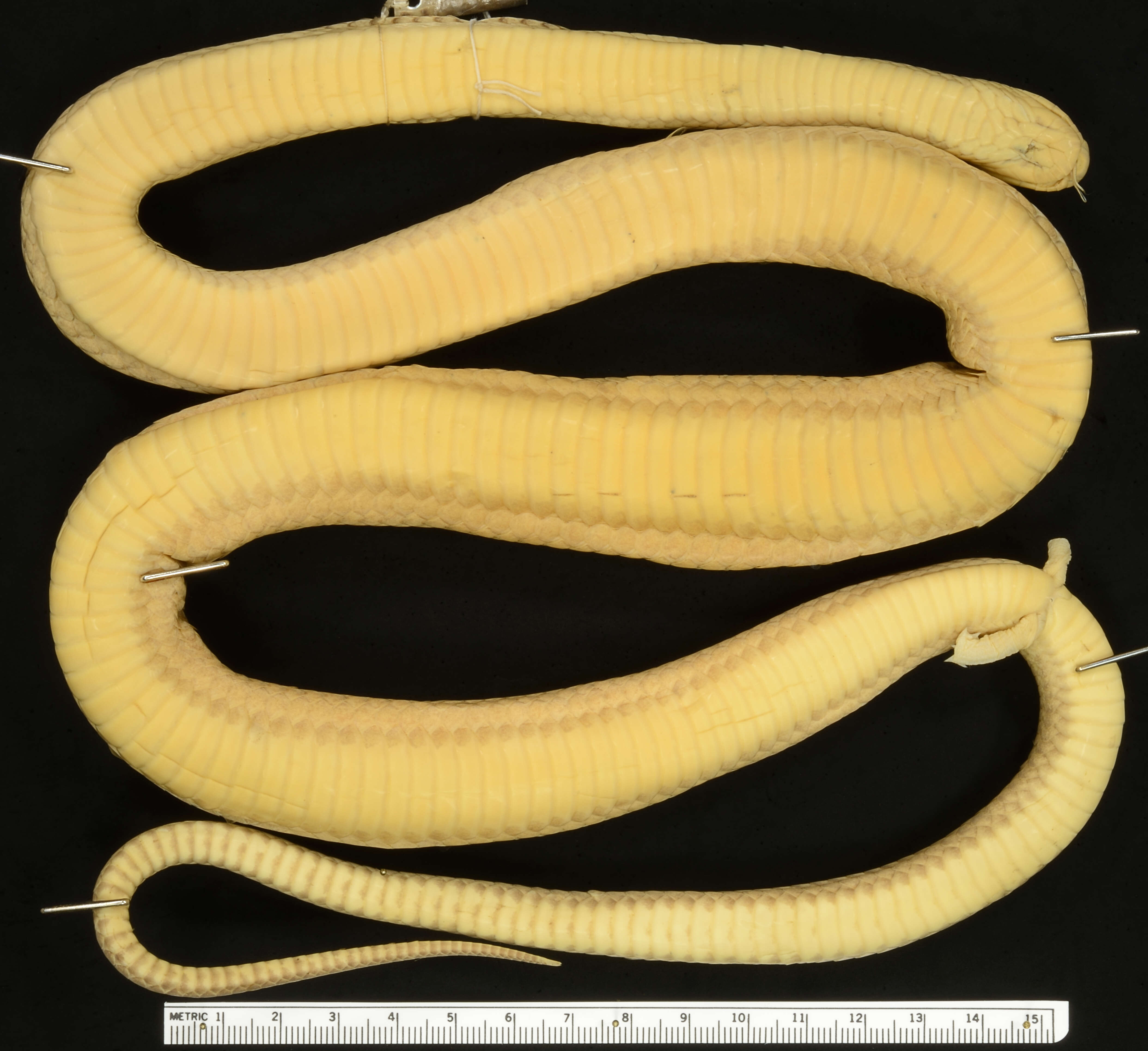 Image of Crowned False Boa