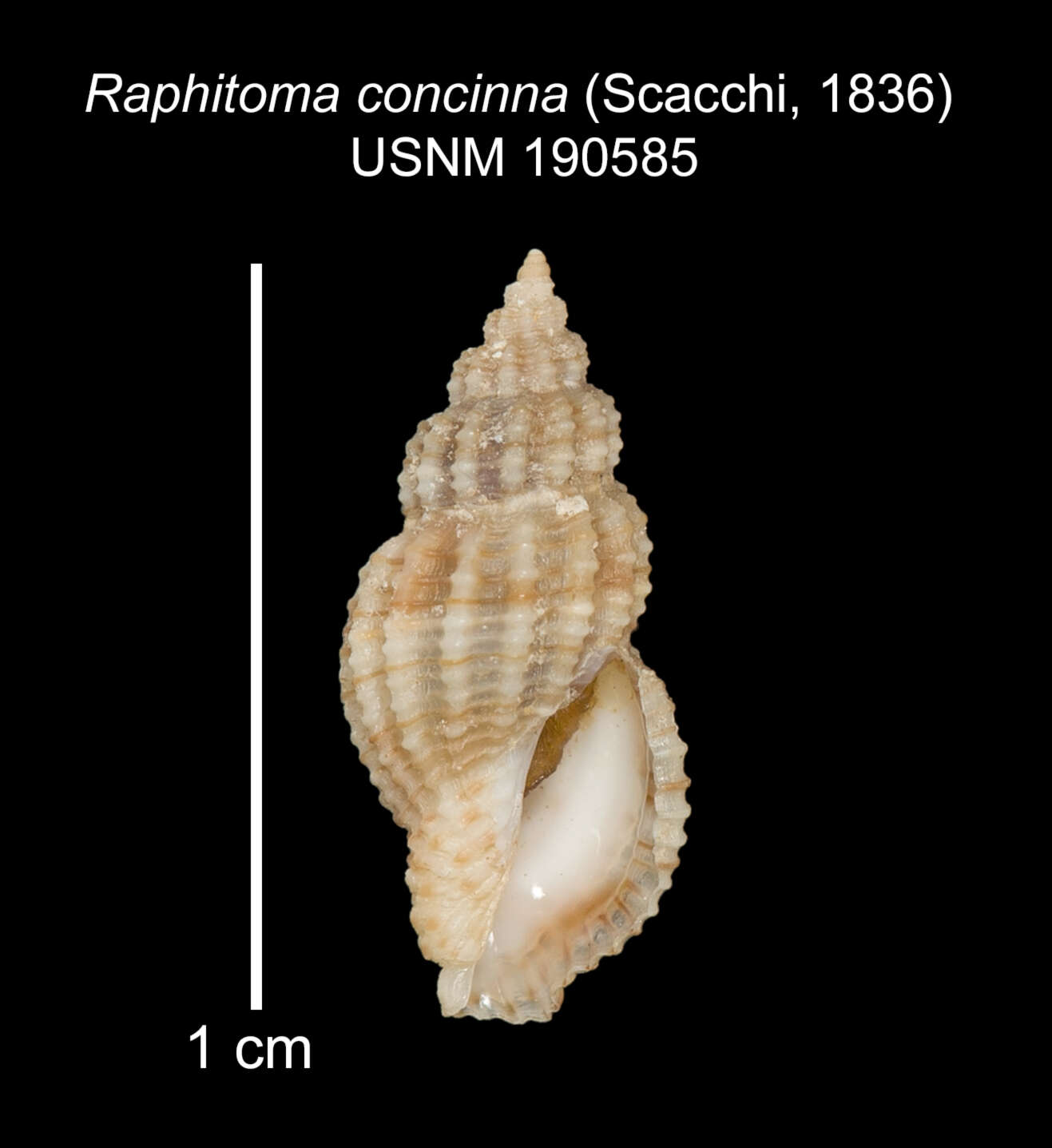 صورة Leufroyia concinna (Scacchi 1836)