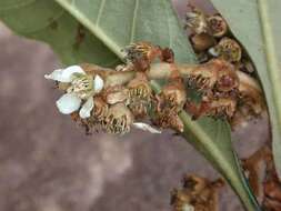 Image of loquat