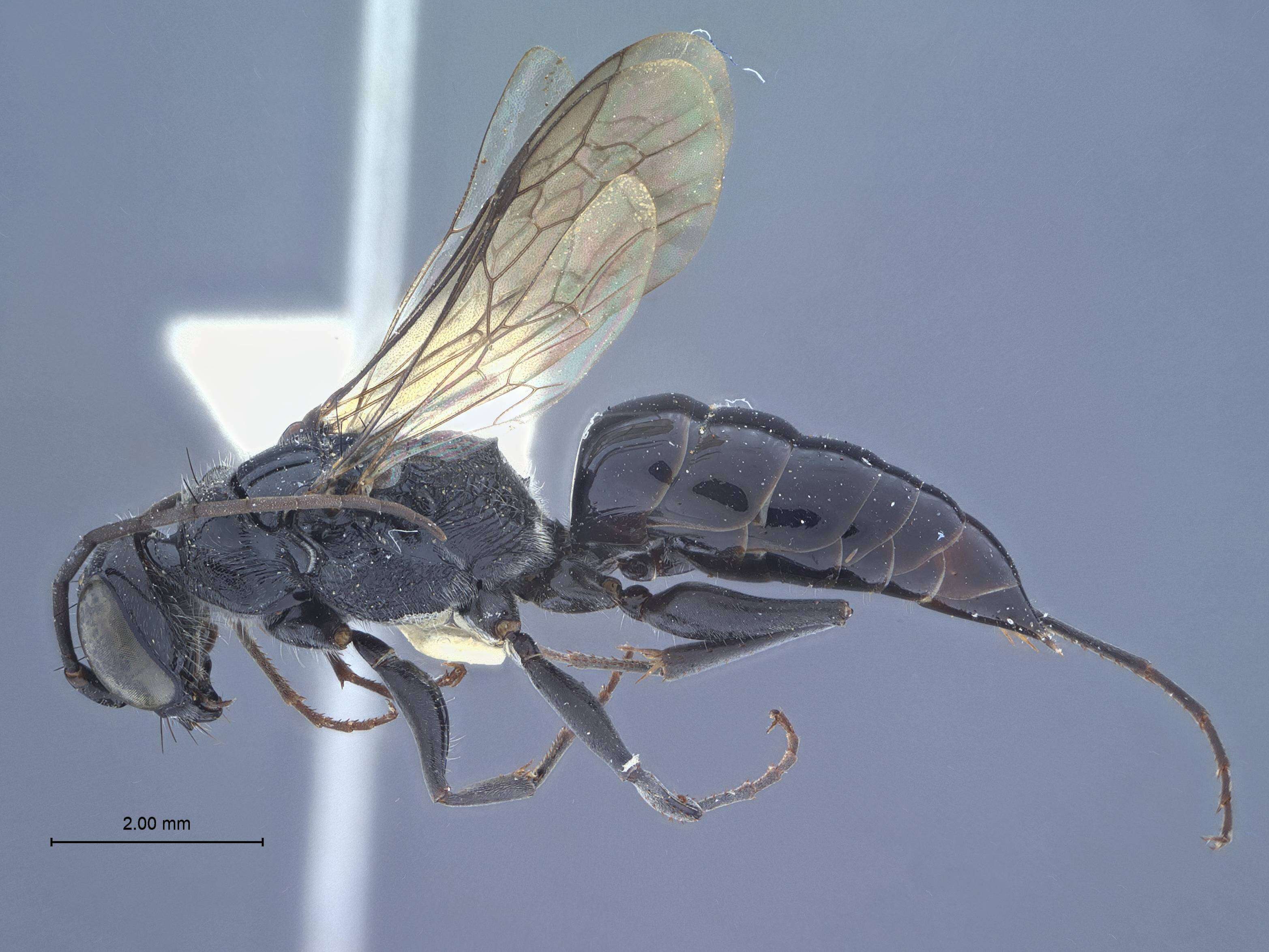 Image of Dolichurus amamiensis Tsuneki & Iida 1964