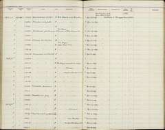 Phaethornis striigularis subrufescens Chapman 1917的圖片