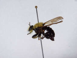 Image of Laphria virginica (Banks 1917)