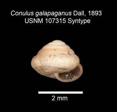 Image of Habroconus galapaganus (Dall 1893)