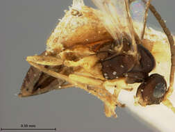 Plancia ëd Lipolexis fuscicornis Ashmead 1891