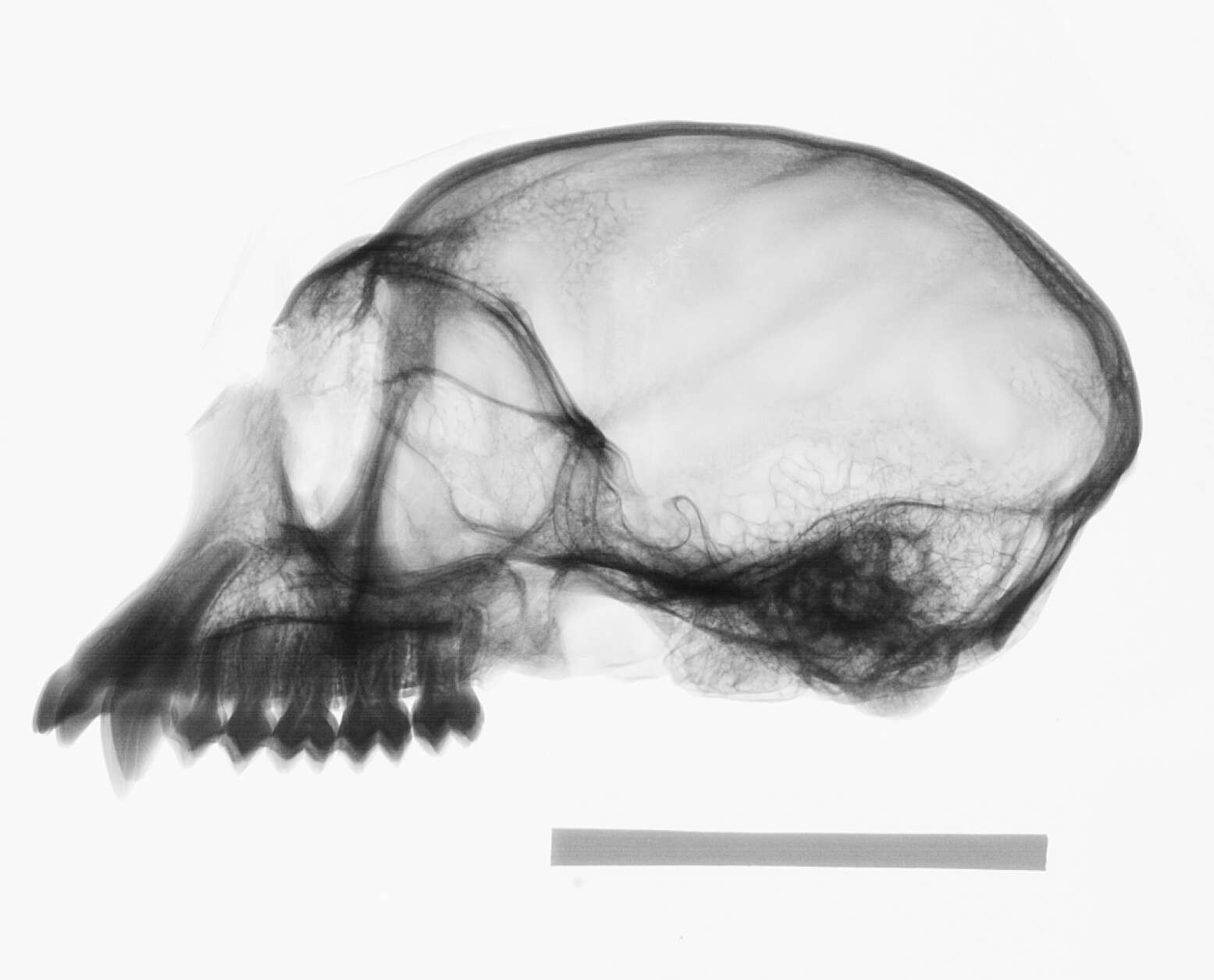 Image of Trachypithecus cristatus cristatus (Raffles 1821)