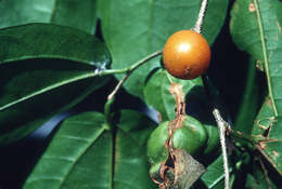 Image of iguana hackberry