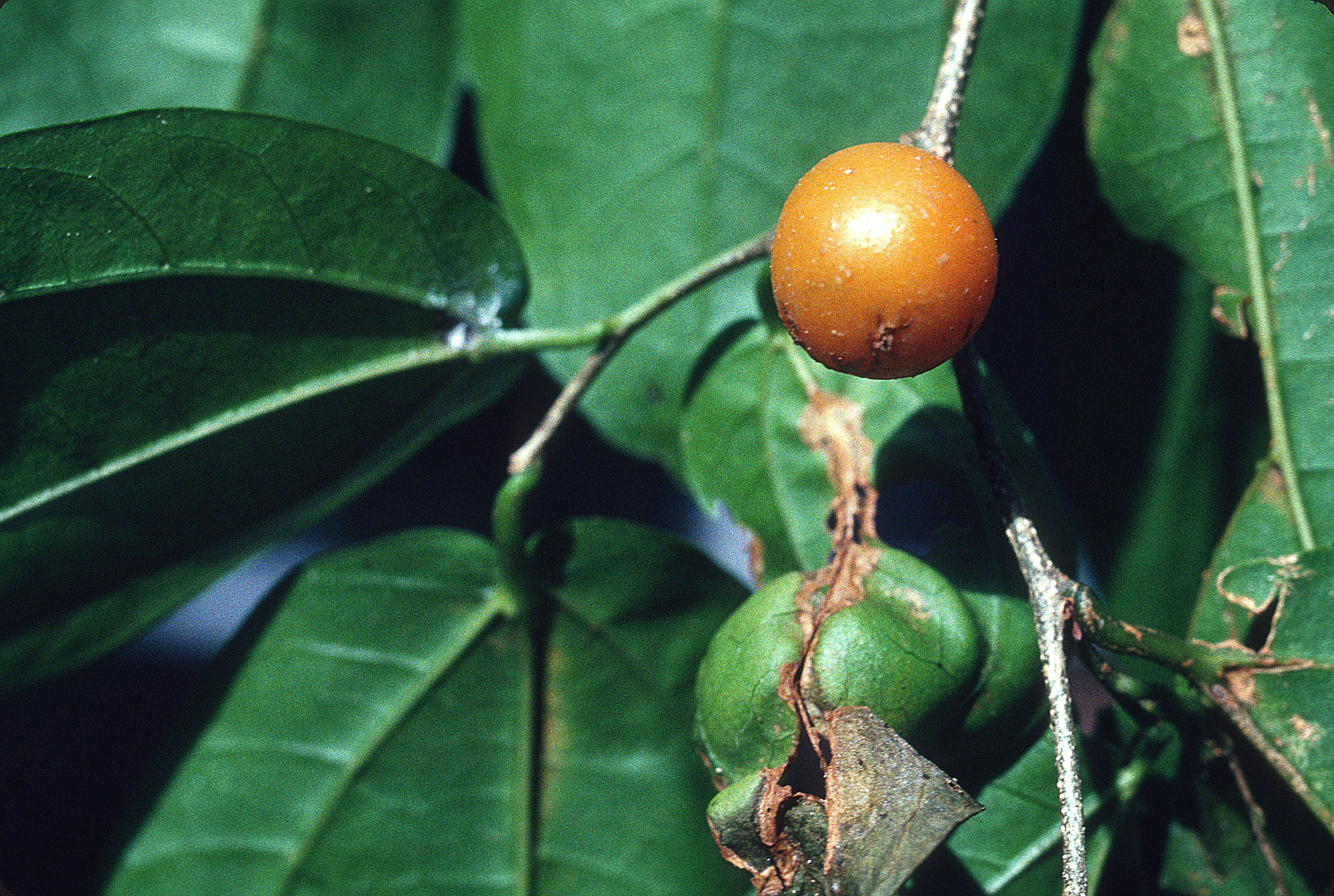 Image of iguana hackberry