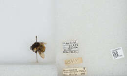 Image of Bombus weisi Friese 1903