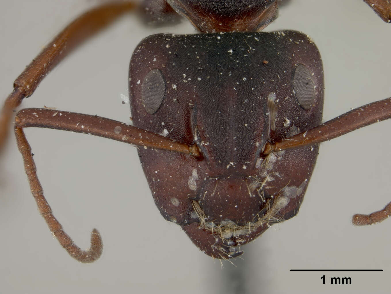Image of Camponotus planus fernandinensis Wheeler 1919