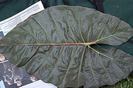 Image of giant taro
