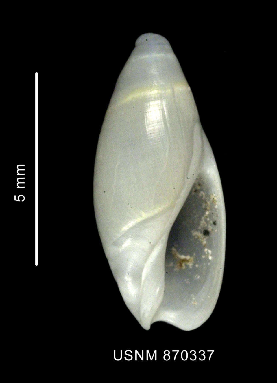 Image of Micrancilla longispira (Strebel 1908)