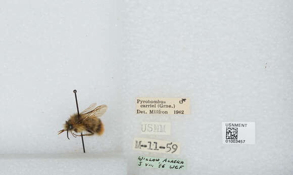 Image of Frigid Bumble Bee