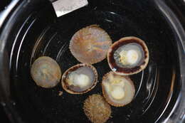 Image of Spiny cup and saucer shell