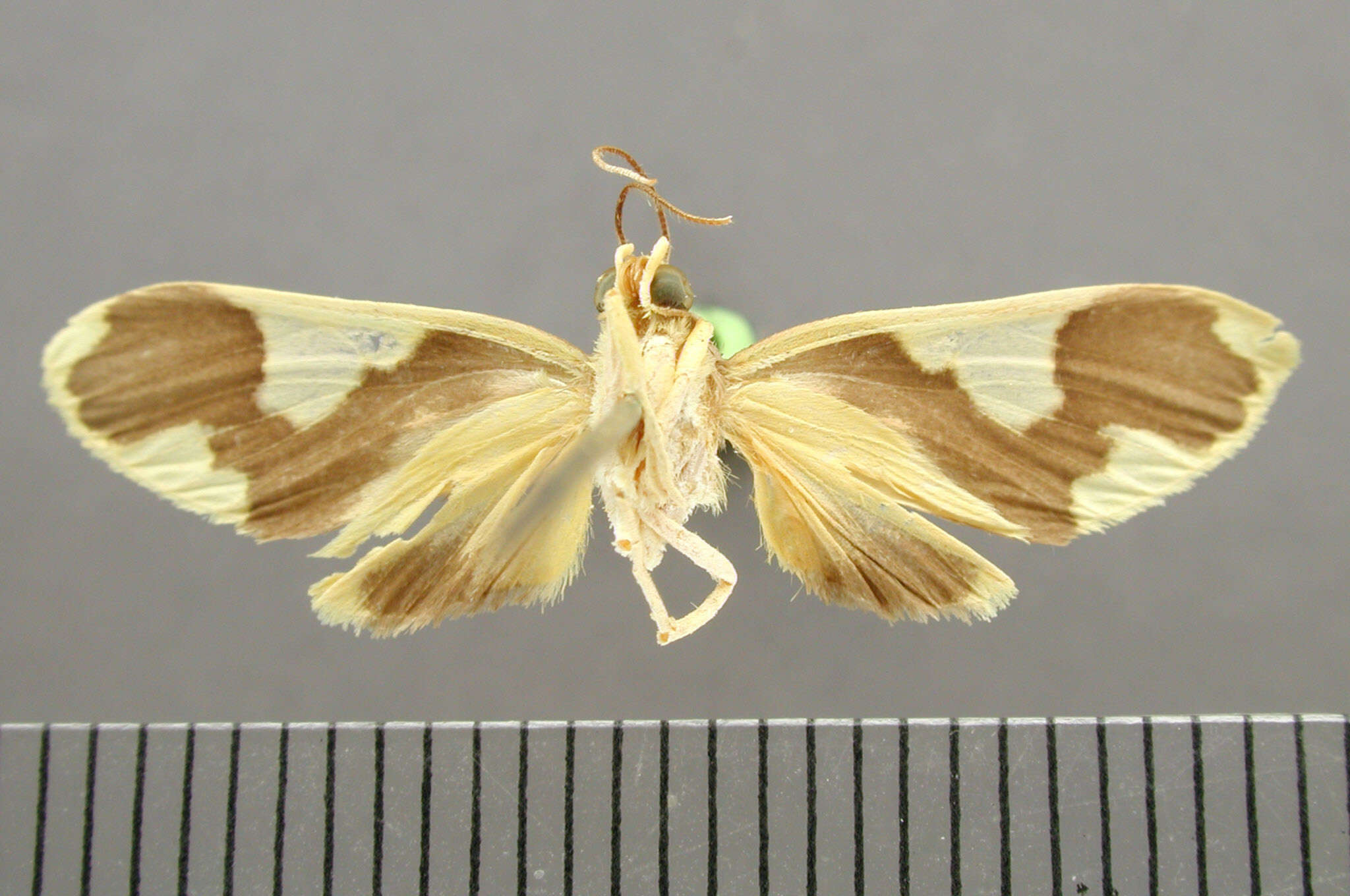 Image of Paranerita flexuosa Schaus 1911