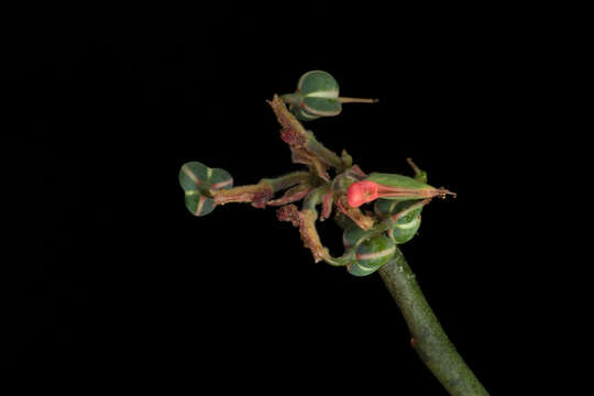 Image of Euphorbia cymbifera (Schltdl.) V. W. Steinm.