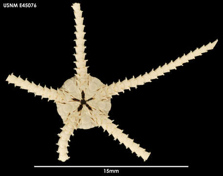 Image of Ophiura crassa Mortensen 1936