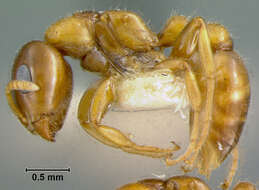 Imagem de Pseudomyrma maligna var. cholerica Wheeler