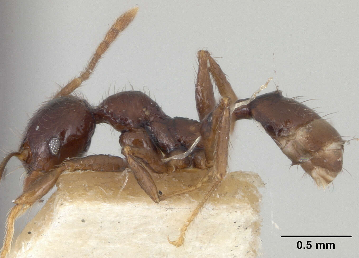 Image of Pheidole walkeri Mann 1922