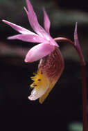 Image of calypso orchid