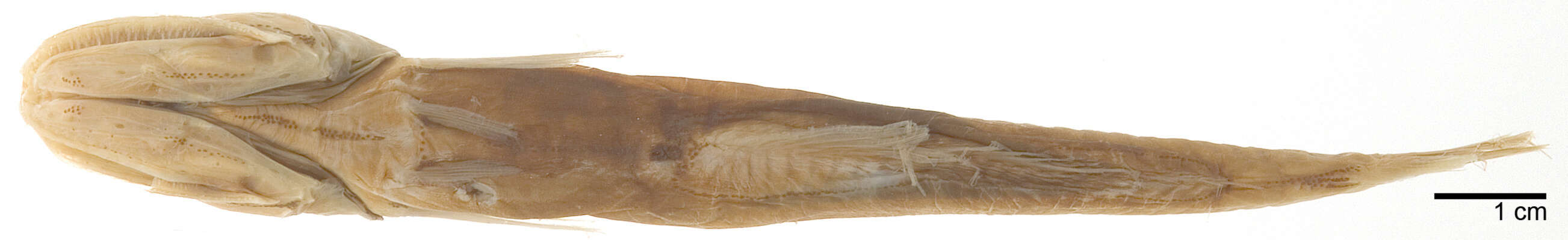 Plancia ëd Pseudoscopelus altipinnis Parr 1933