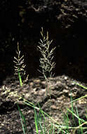 Image of Agrostis L.