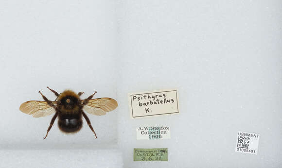 Image of Bombus barbutellus (Kirby 1802)