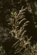 Image de Muhlenbergia dumosa Scribn. ex Vasey