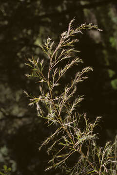 Image of bamboo muhly